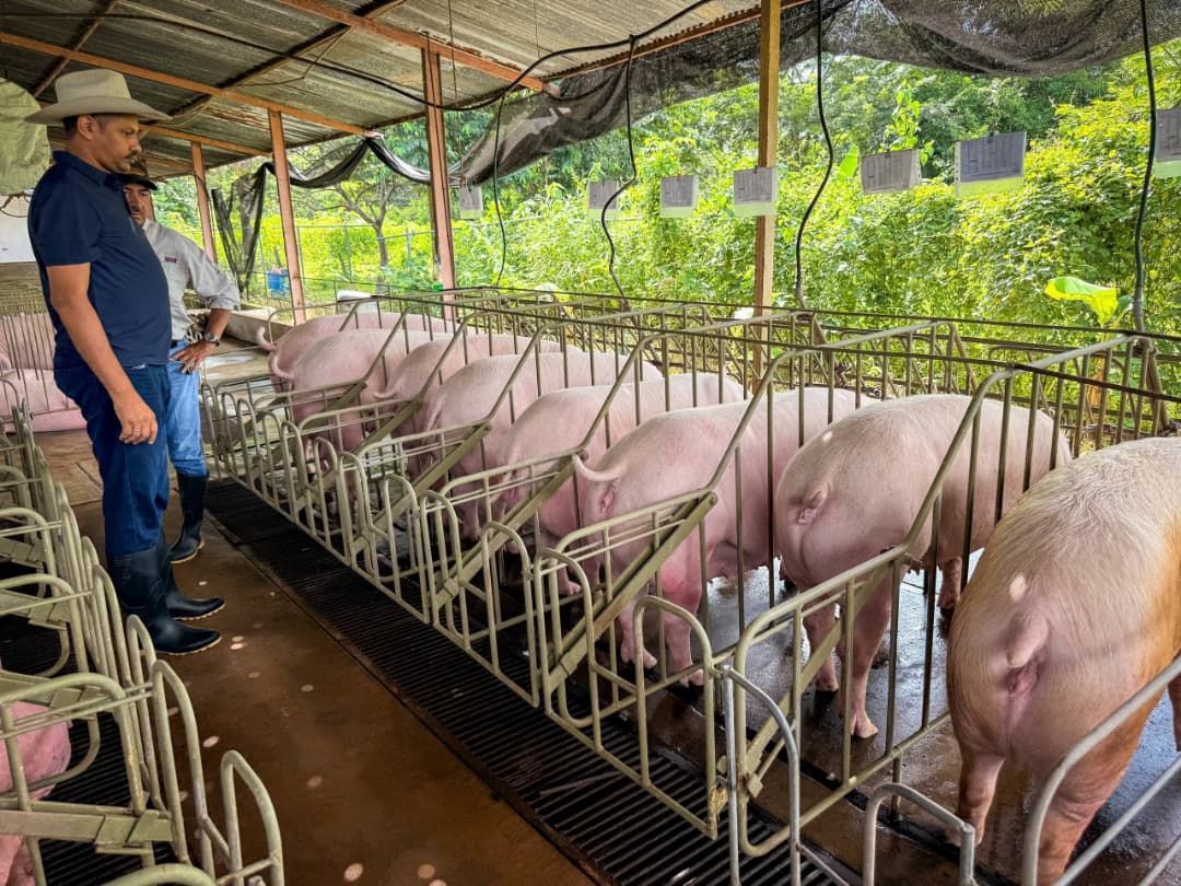 Gobierno de Apure arranca plan a gran escala para transferir producción de proteína porcina directo a las comunas