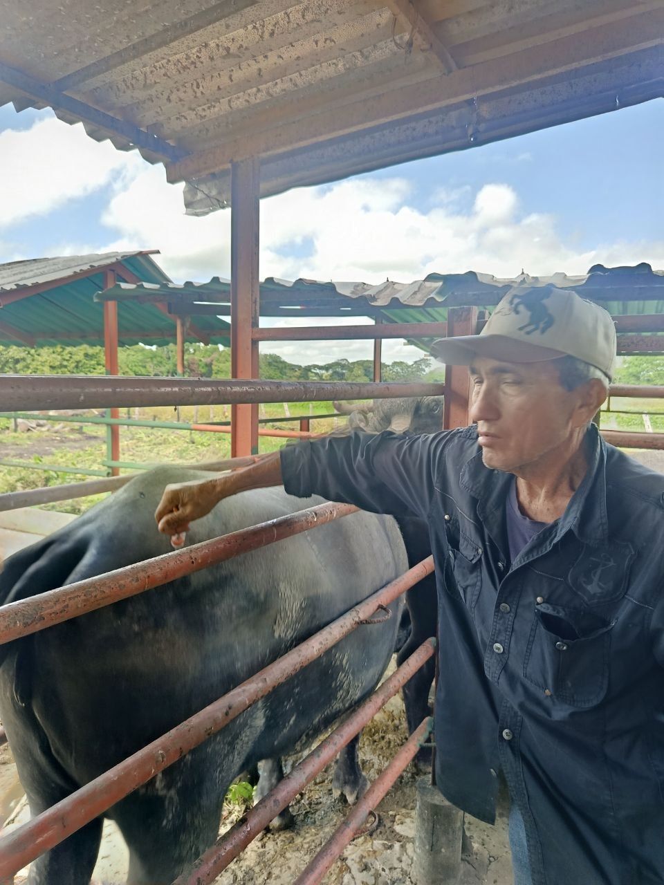 ‎Avanza con éxito plan de vacunación contra la fiebre aftosa en el municipio Achaguas