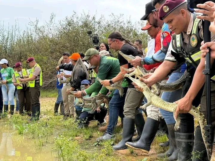 Más de 120 caimanes del Orinoco liberados en Muñoz para reforzar la biodiversidad venezolana