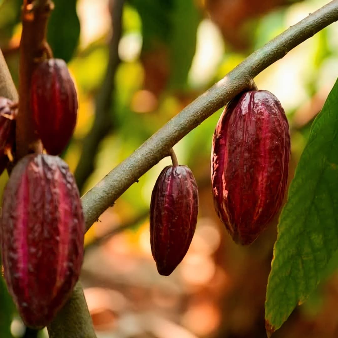 Cacao Apureño logra Medalla de Plata en Certamen Internacional de Chocolates en París
