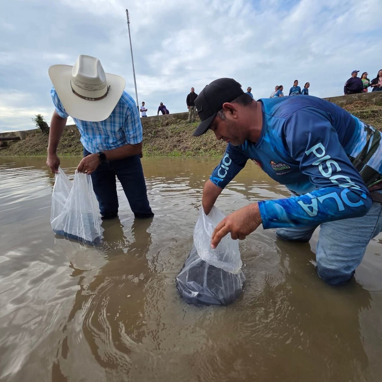 Siembran 150 mil alevines de cachama y coporo en Apure para potenciar la soberanía alimentaria