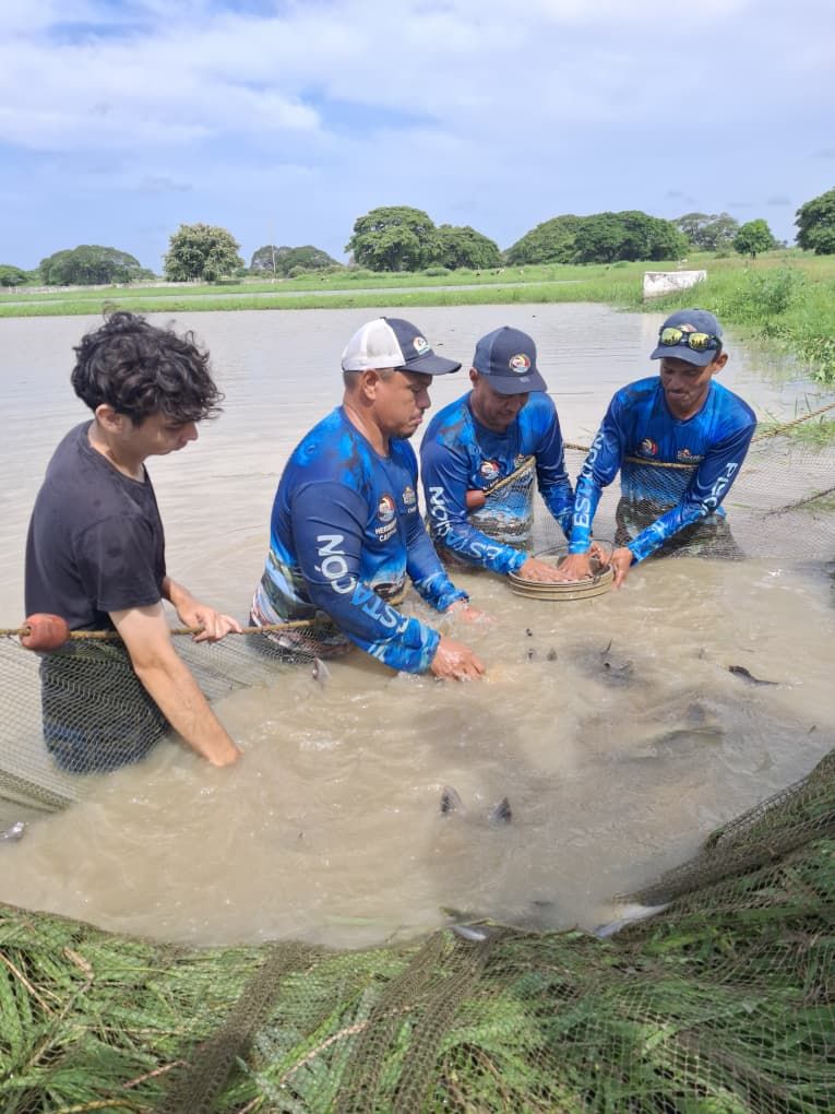 La Fundación Estación Piscícola San Fernando optimiza el engorde de cachama tras exitosa jornada de evaluación técnica   Drag