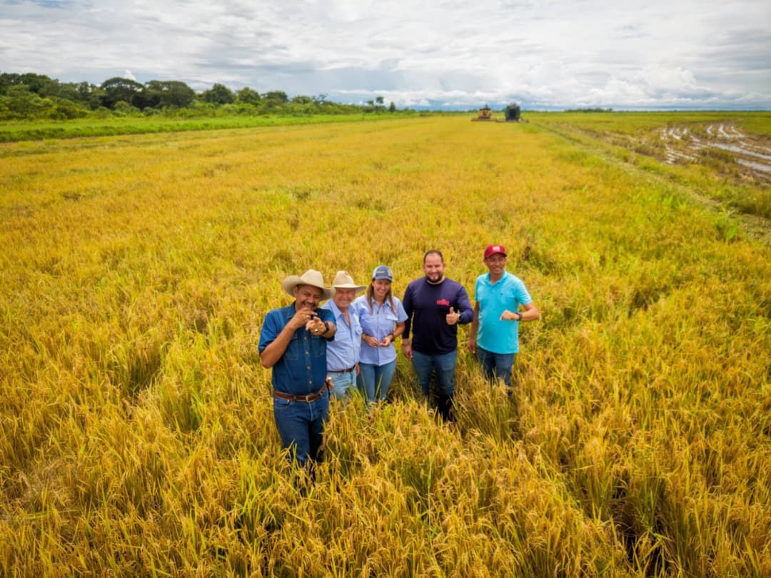 ​¡Logro histórico en Elorza! Hato Peñalero rompe la tradición ganadera y cosecha más de 6.000 kilos de arroz por hectárea