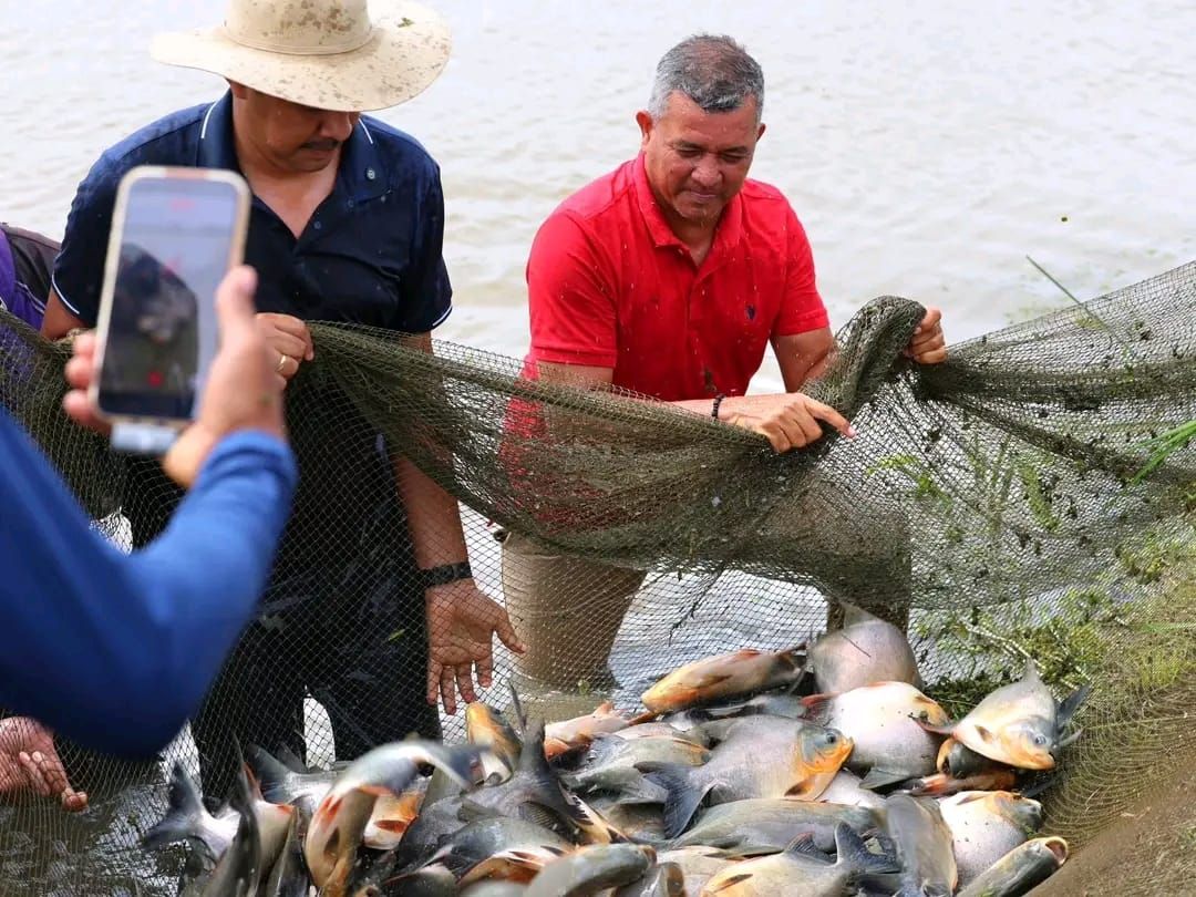 Gobernador Wilmer Rodríguez: Apure inicia cosecha de 50. 000 cachamas e impulsa el desarrollo acuícola nacional